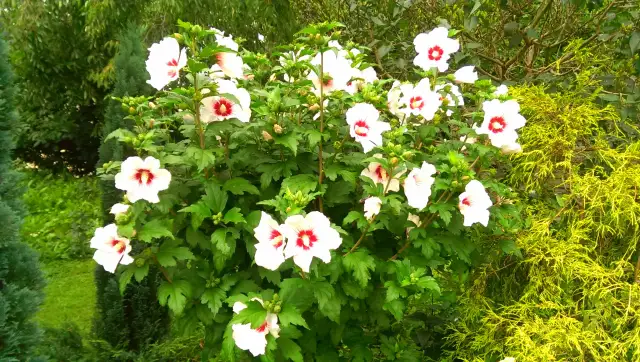 Jak pielęgnować hibiskusa ogrodowego, aby cieszyć się jego pięknem przez lata