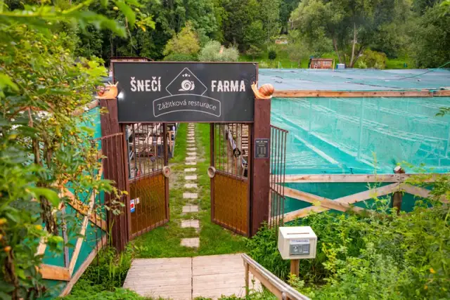 Hodowla ślimaków od czego zacząć – kluczowe kroki i porady dla początkujących