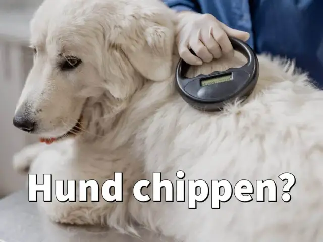 Was kostet ein Chip für den Hund? Preise und wichtige Infos im Überblick