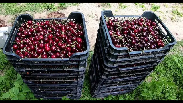Kiedy sezon na wiśnie? Sprawdź, kiedy najlepiej zbierać owoce