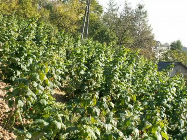 Malina jak uprawiać - skuteczne metody i najczęstsze błędy do uniknięcia