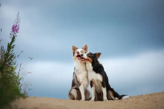 Popęd seksualny szczeniaka: Jak rozpoznać objawy i co robić?