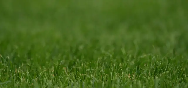  Zakładanie trawnika cena za m2. Ile kosztuje założenie trawnika?