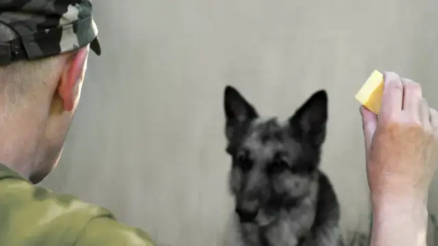 Czy psy mogą jeść ser biały? Bezpieczne dawki i korzyści dla pupila