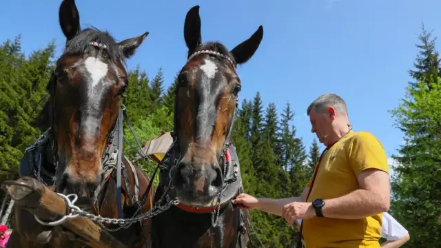 Ile zarabia weterynarz od koni? Poznaj zaskakujące fakty o wynagrodzeniu