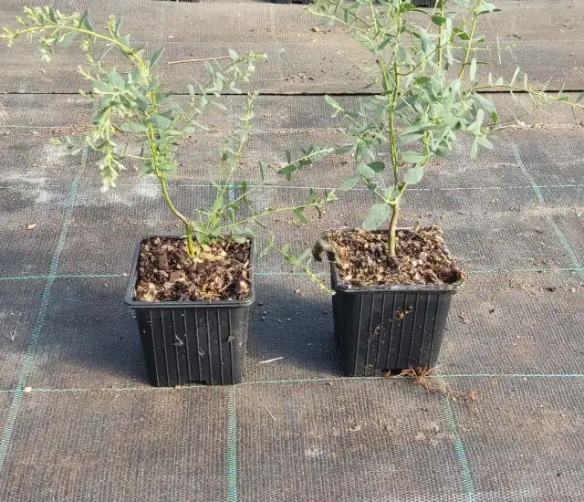 Gdzie kupić eukaliptus w doniczce? Sprawdź najlepsze oferty!