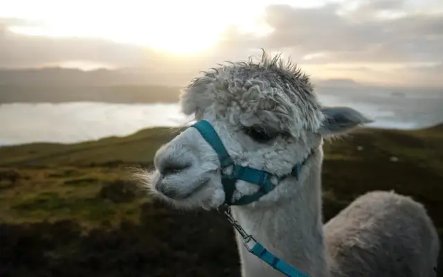Czy hodowla alpak jest opłacalna? Sprawdź, co musisz wiedzieć