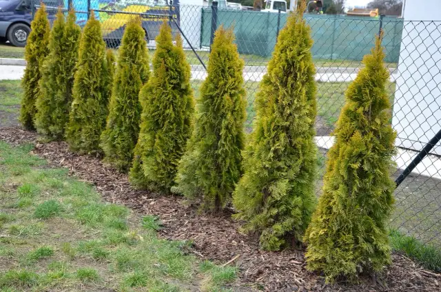 Jak zagęścić tuje? Sprawdzone metody na bujniejsze krzewy