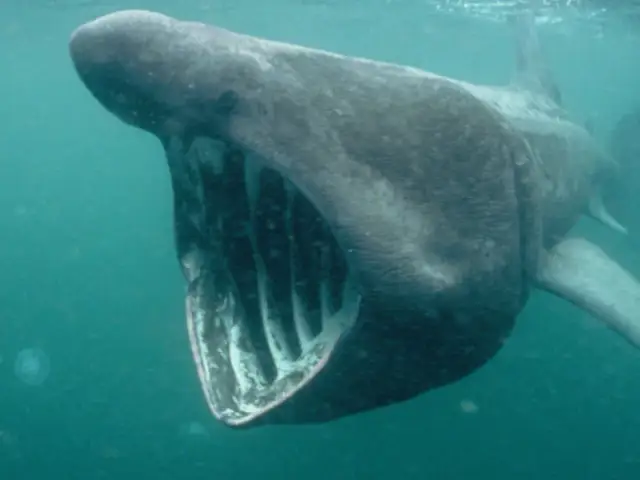 Czy rekiny są w Bałtyku? Bezpieczne gatunki w tym morzu