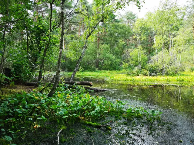 Polesie Lubelskie: Polska Amazonia co warto zobaczyć?