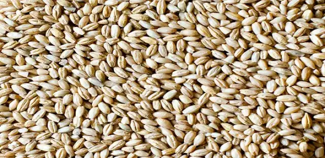 Jak zrobić pęczak na ryby - skuteczne metody, które przyciągną ryby