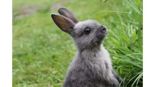 Czy królik ma cieczkę? Zaskakujące fakty o rui u królików
