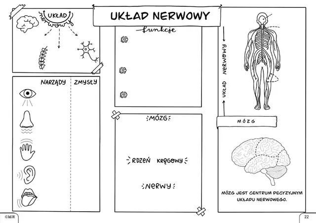 Darmowe karty pracy z przyrody: Zajęcia terenowe PDF i pomysły