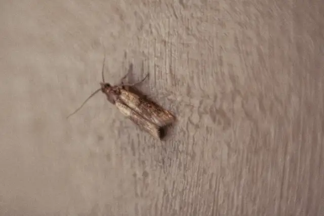 Czy mole wlatują przez okno? Oto jak ich uniknąć w domu