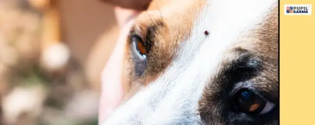 Po jakim czasie odpada kleszcz u psa i jak uniknąć zagrożeń
