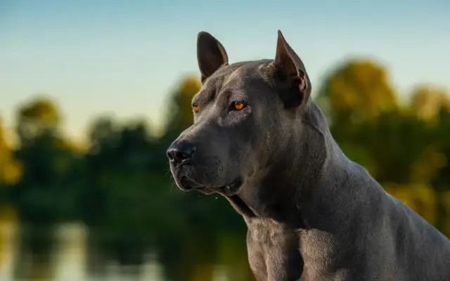 Piękny, niebieski thai ridgeback z bursztynowymi oczami, spogląda w dal na tle rozmytej zieleni i błękitnego nieba.