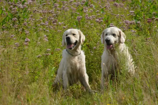 Jak przewieźć psa do Holandii? Kluczowe wymagania i porady
