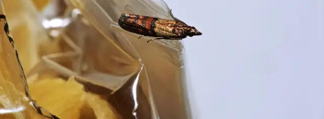 Skuteczne sposoby, jak pozbyć się moli z szafek kuchennych