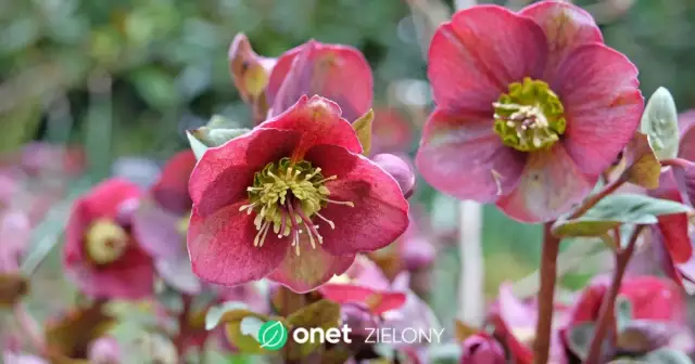 Kwiaty które kwitną wiosną - odkryj najpiękniejsze gatunki do ogrodu