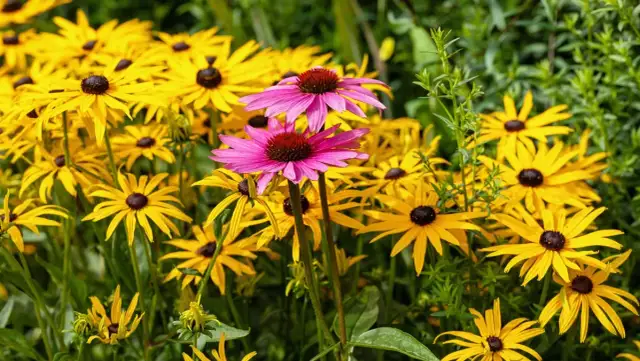 Najlepsze kwiaty na balkony i tarasy, które przetrwają upały i suszę