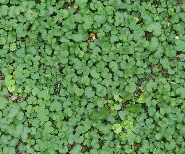 Chwast bluszczyk kurdybanek: jak go zwalczyć i wykorzystać w kuchni