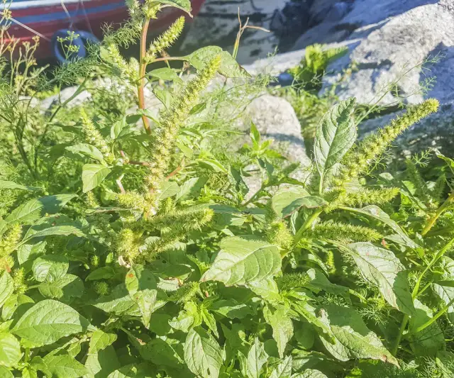 Komosa biała (lebioda): Jak zwalczyć ten chwast?