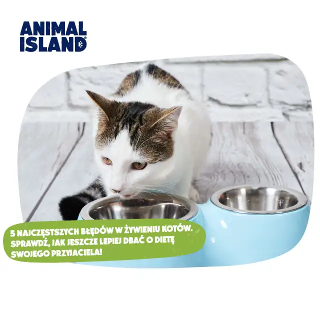 Jaka karma dla kotka? Uniknij błędów, zapewnij mu zdrowie!