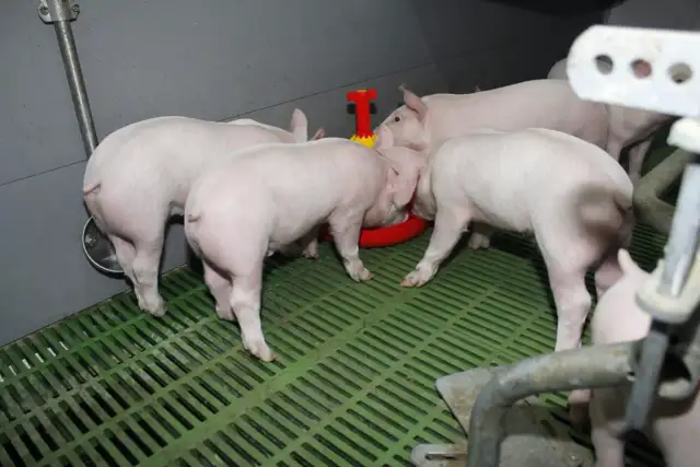 Kilka różowych prosiaków pochyla się nad czerwoną karmidłem, pokazując, co jedzą świnie. Zielona kratka podłogi jest mokra.