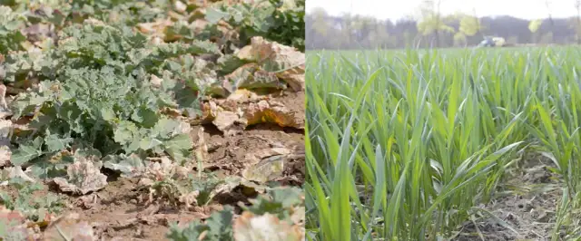 Czy rzepak to zboże? Odkryj zaskakujące różnice botaniczne