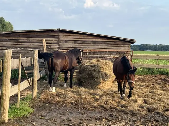 Stadnina Koni Szymanów - pełna oferta jazdy konnej i opieki nad końmi