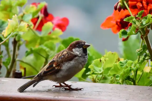 Wróble na balkonie? Humanitarne i skuteczne sposoby odstraszania