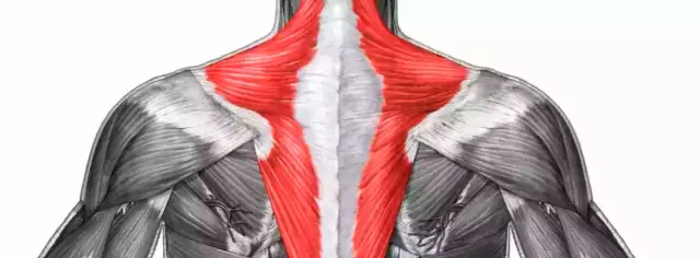 El curioso significado del músculo Tello y su conexión con el trapecio