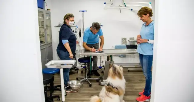 Am Rotdorn Tierarzt: Umfassende Versorgung für Ihr Haustier in Hannover