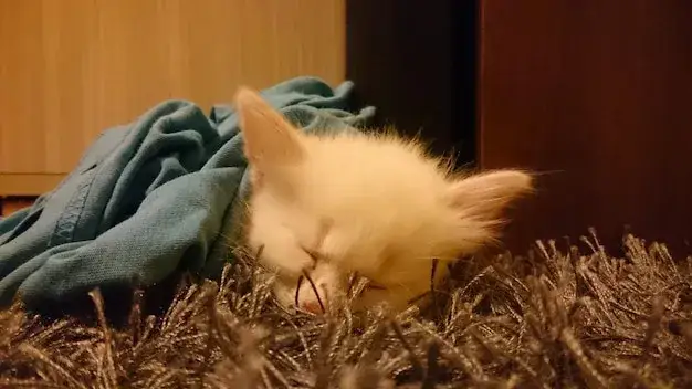 Jak karmić małego kotka, aby zapewnić mu zdrowy rozwój?