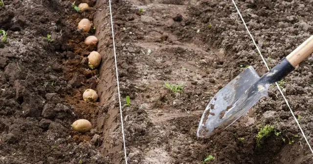 Jak się sadzi ziemniaki, aby uniknąć najczęstszych błędów?