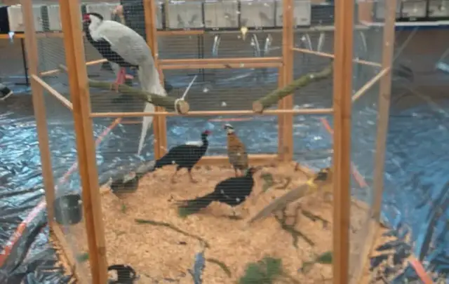 Kiedy giełda ptaków w Miejskiej Górce 2026? Sprawdź terminy!