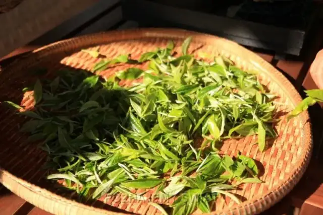 Jak powstaje herbata? Podróż listka od krzaczka do kubka!