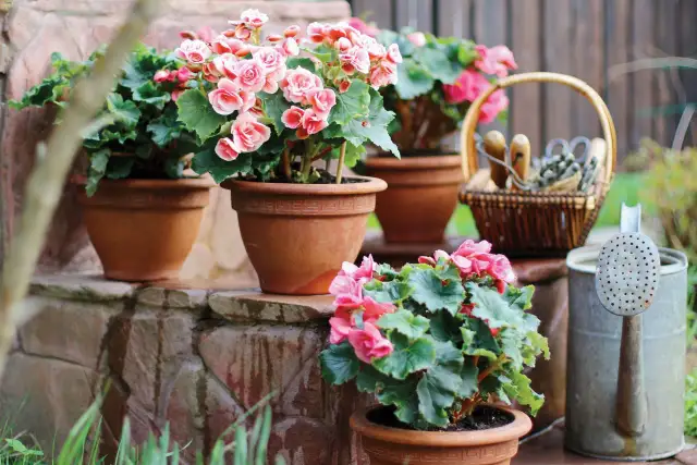 Idealne kwiaty na taras? Wybierz i pielęgnuj z ekspertem!