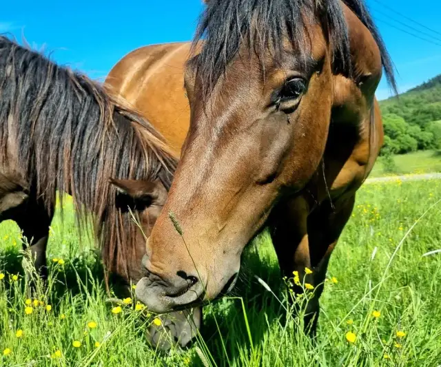 Stadnina koni małopolska: Poznaj tajemnice hodowli i rasy