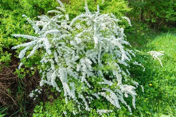 Jakie kwiaty kwitną w maju? Odkryj piękne rośliny do ogrodu