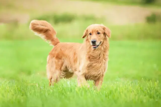 Czy golden retriever może mieszkać w bloku? Sprawdź, co musisz wiedzieć