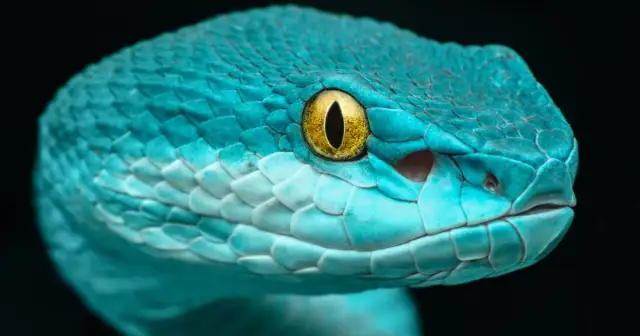 Węże wydalają, ale nie sikają! Poznaj ich unikalną fizjologię.