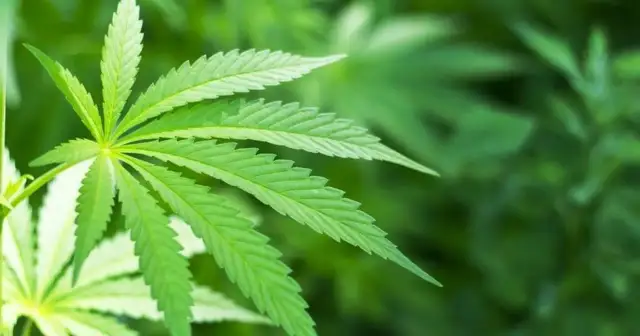 Czy medyczną marihuanę można palić publicznie? Sprawdź przepisy i ryzyko