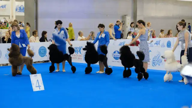 Jak sprawdzić, czy hodowla jest FCI i uniknąć oszustw w kynologii