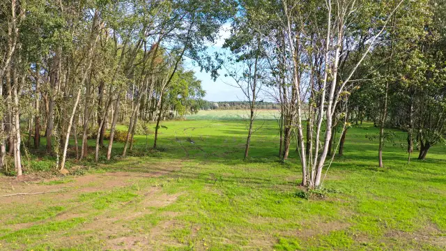 Samosiejki na działce budowlanej: Jak legalnie je usunąć?