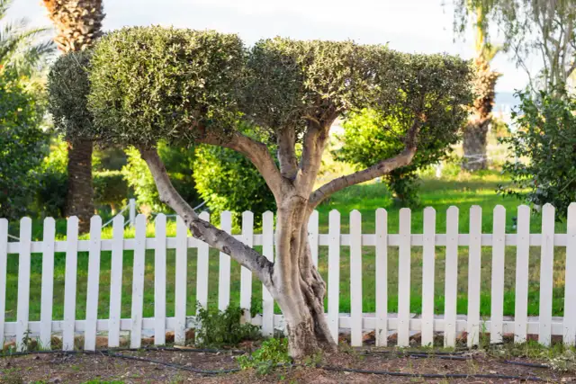 Kwietnik z pnia drzewa: Stwórz trwałą i piękną ozdobę!