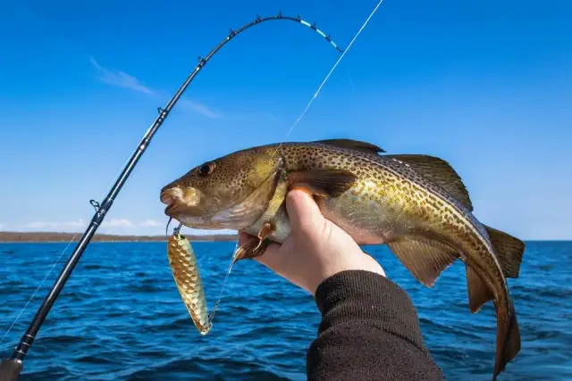 Kiedy można łowić dorsza na Bałtyku? Sprawdź ważne zasady i terminy