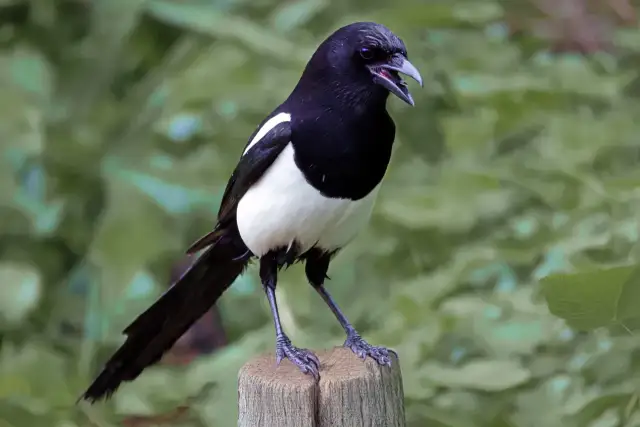 Sroka z otwartym dziobem siedzi na pniu. Czy sroka odlatuje na zimę?