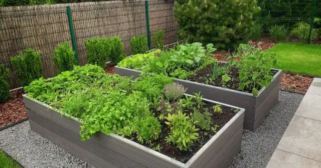 Jakie warzywa można siać w czerwcu, by uniknąć nieudanych zbiorów?