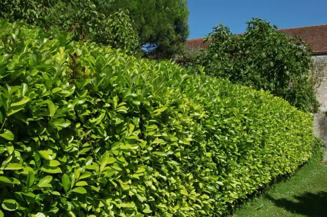 Alternatywy dla tui: Odkryj piękny i odporny żywopłot